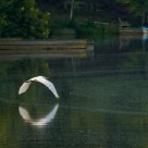 Egret in flight over lake